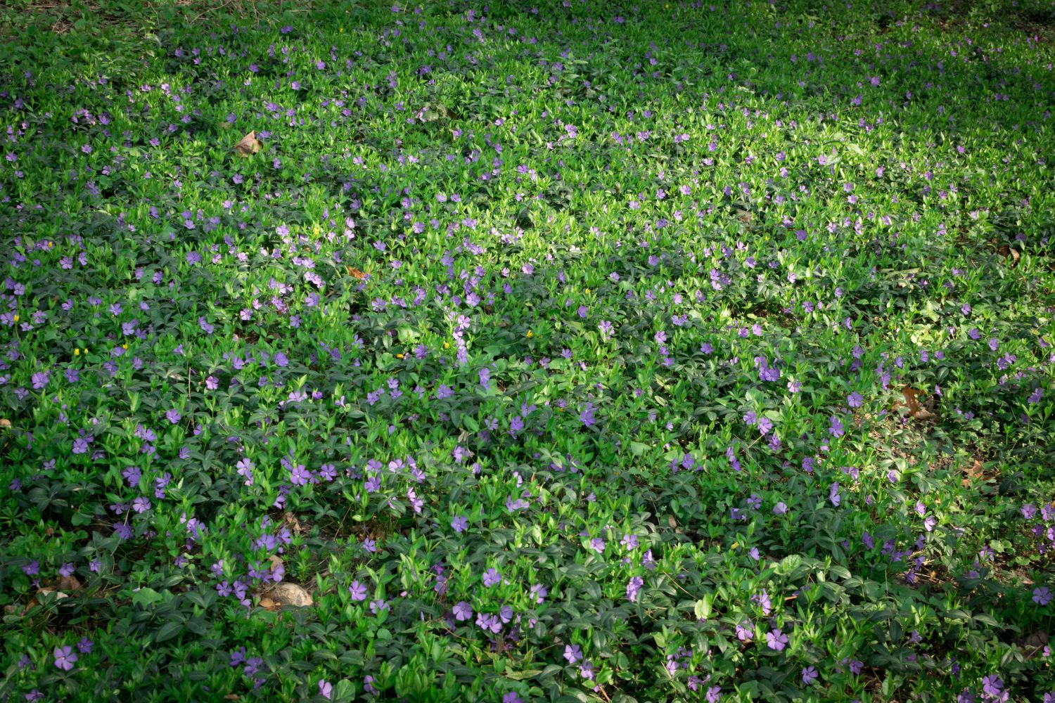 Colourful periwinkle ground cover