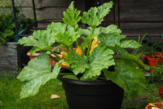 Growing courgettes in pots: tips & tricks