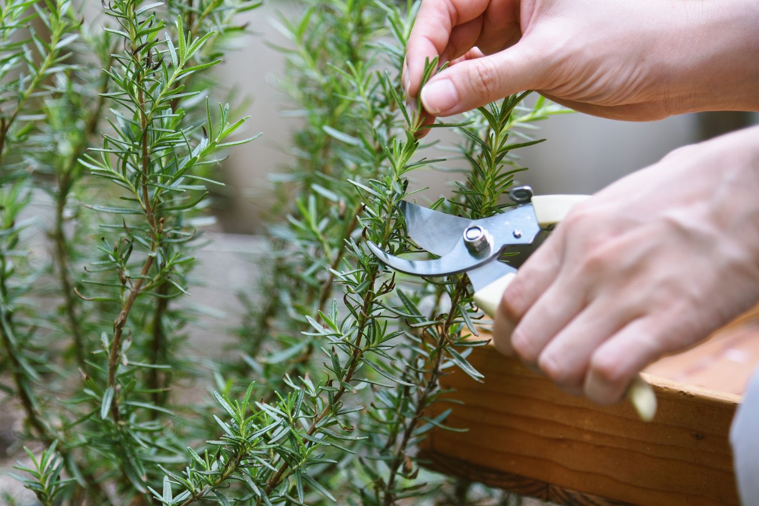 Pruning & harvesting rosemary - Plantura