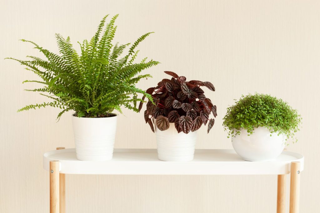 Red Radiator Plant Indoor plants with red leaves: our favourites - Plantura