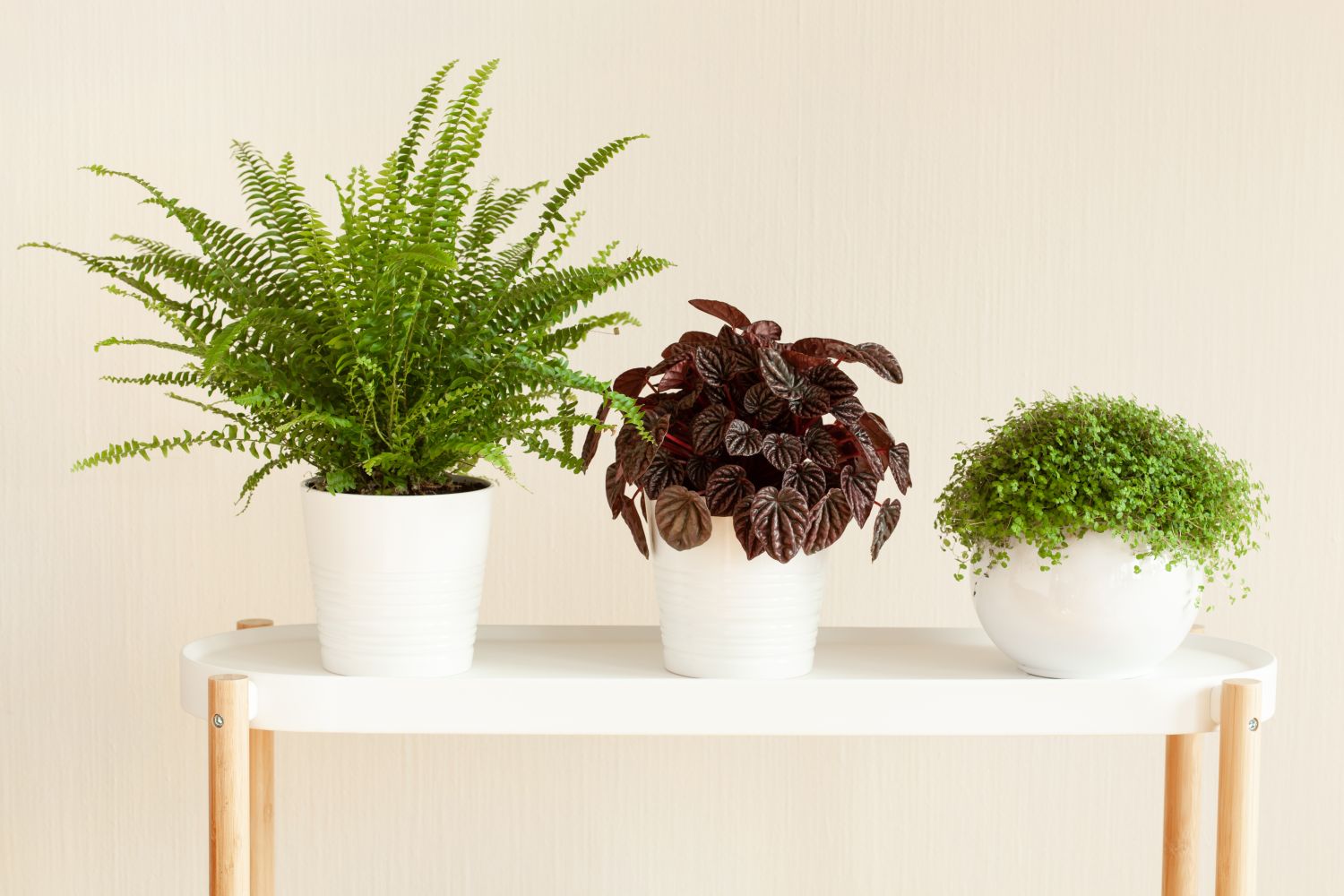 Radiator plant ‘Luna red’ in between two green houseplants