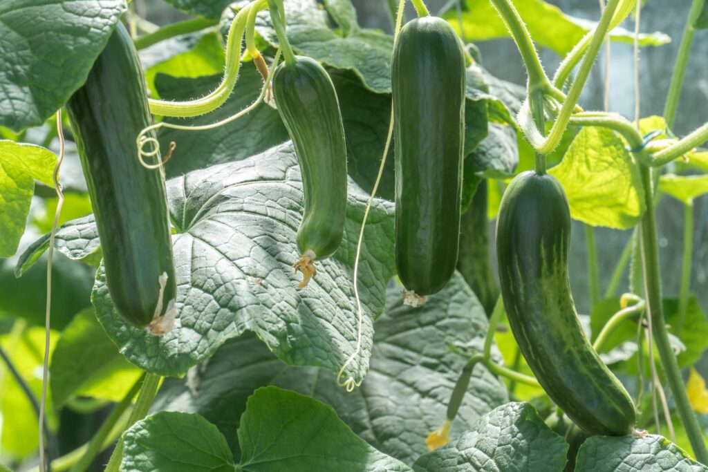 smooth cucumbers hanging from plant