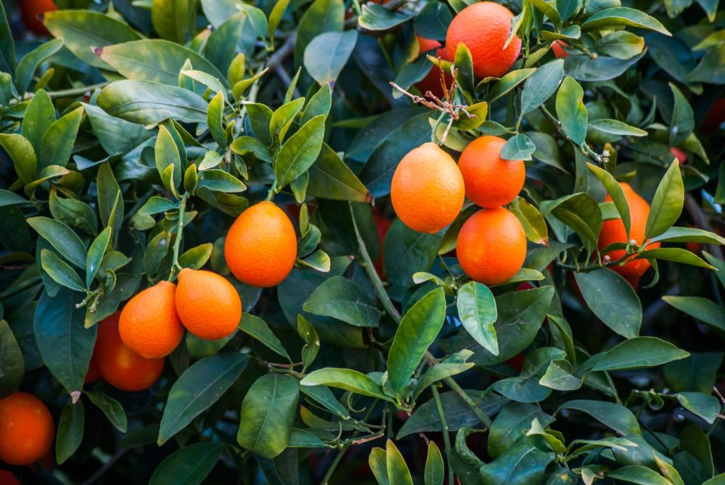 Orange Rangpur fruits on tree