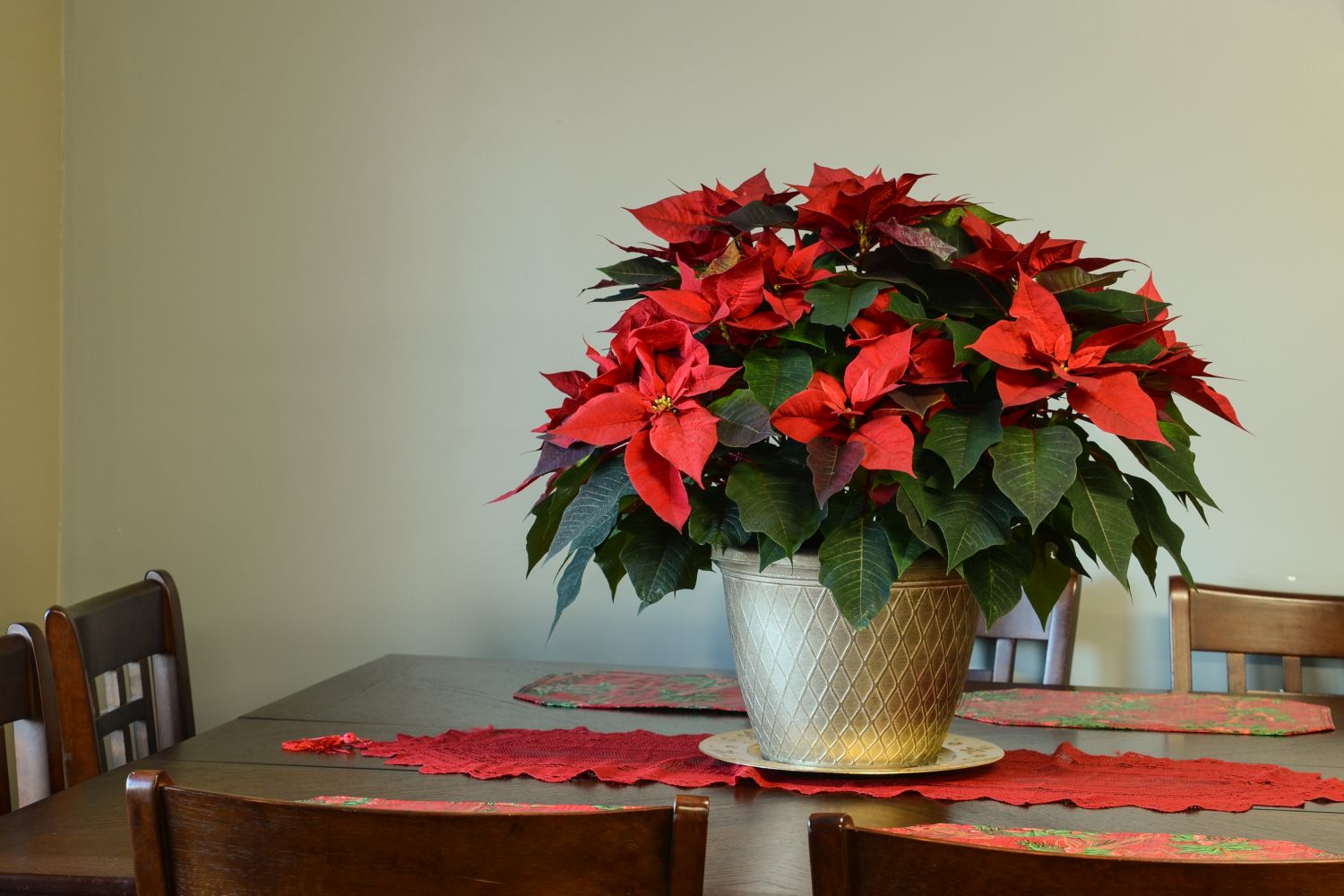 A red poinsettia atop a table