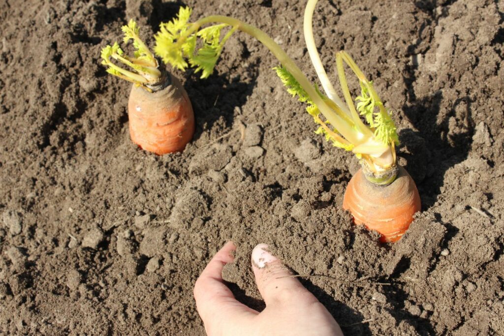 two replanted carrots in soil