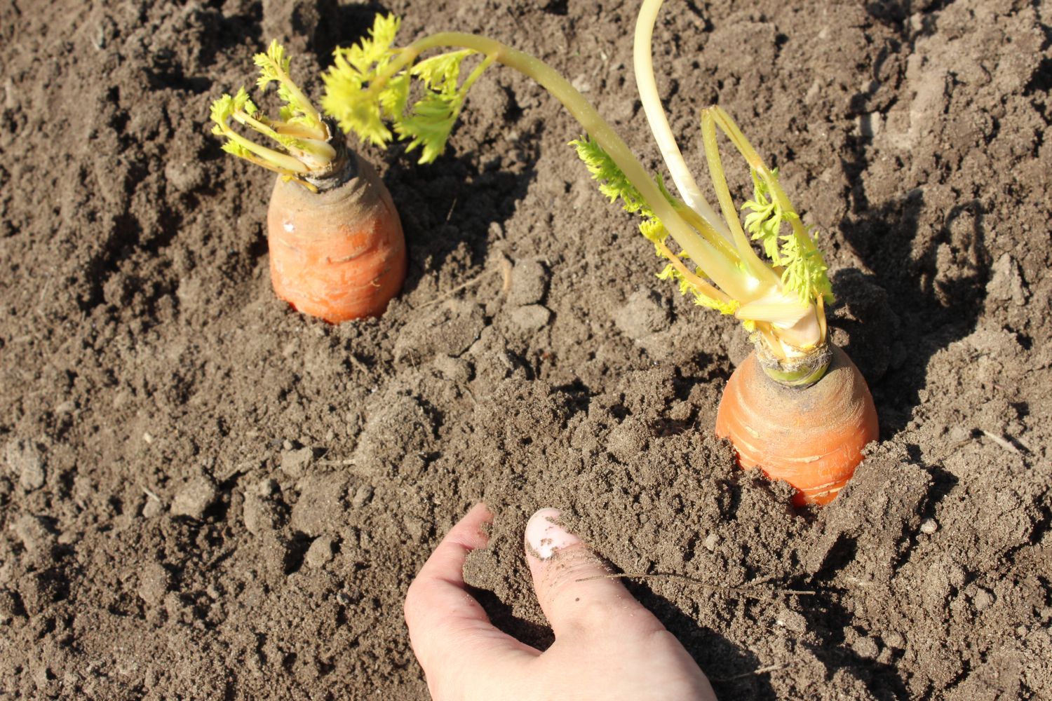 Carrots profile, overwintering & propagation Plantura