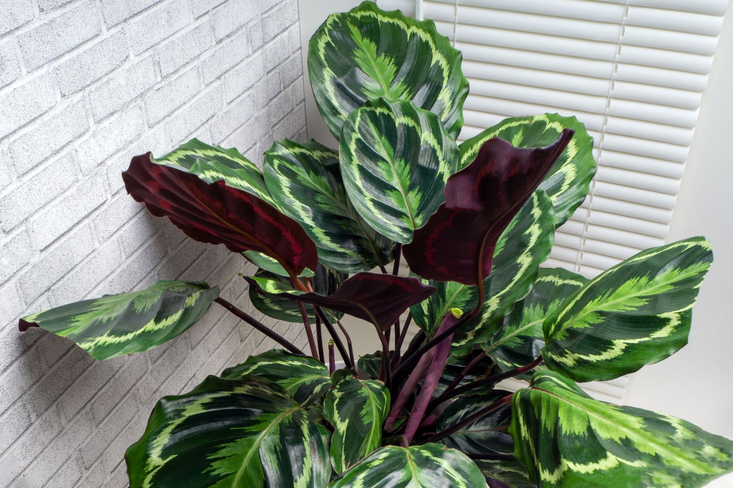 Calathea leaves with red underside