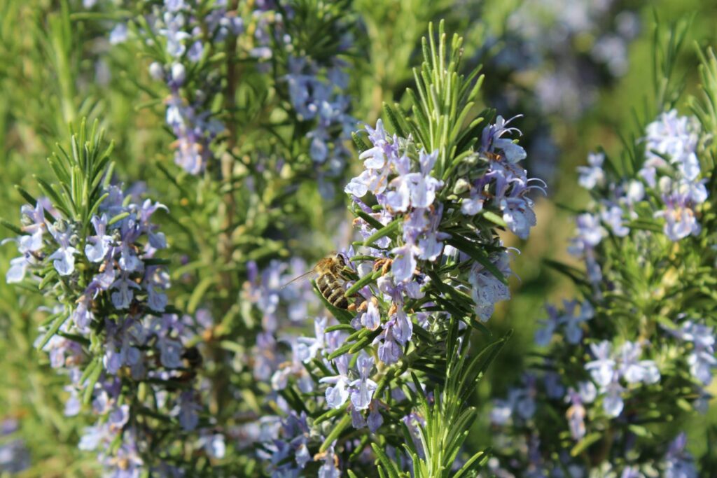 Rosemary bush with flowers