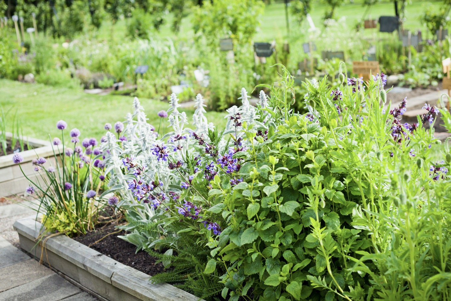 Planting rosemary: how to & companion plants - Plantura