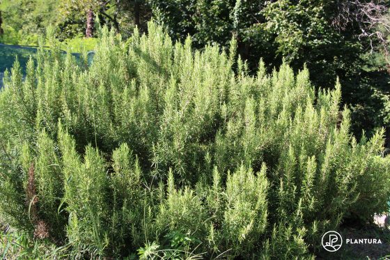 Planting rosemary: where, when, how & companion plants