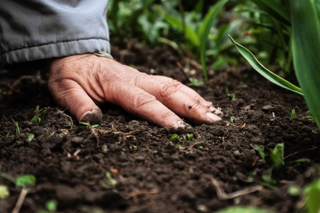 Hand touching garden soil