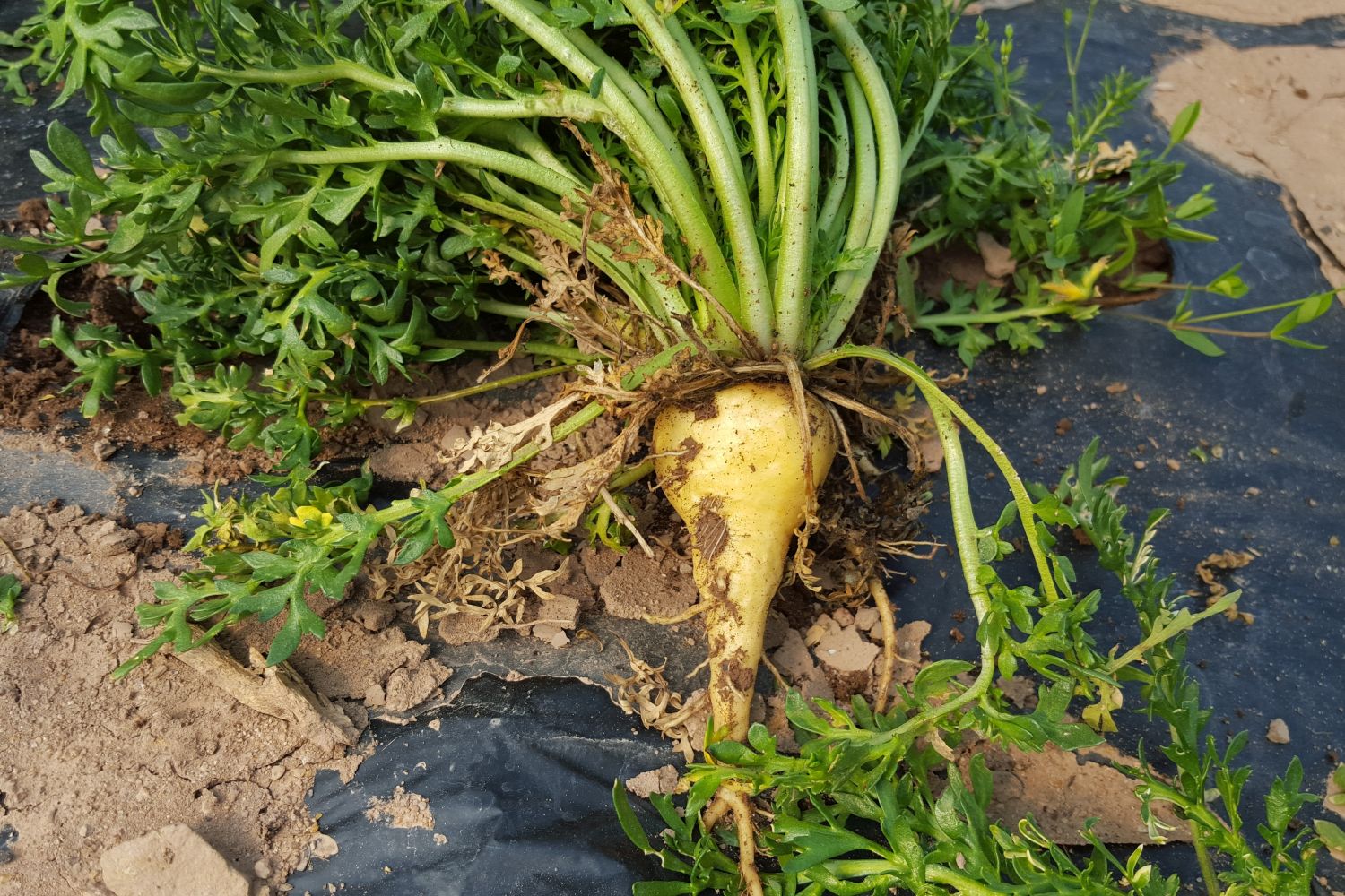 Growing yellow maca root