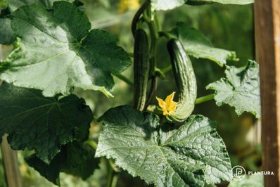 Cucumber trellis: benefits, ideas & DIY