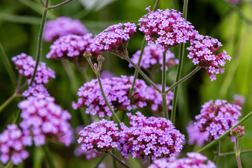 Purple verbena garden plant 