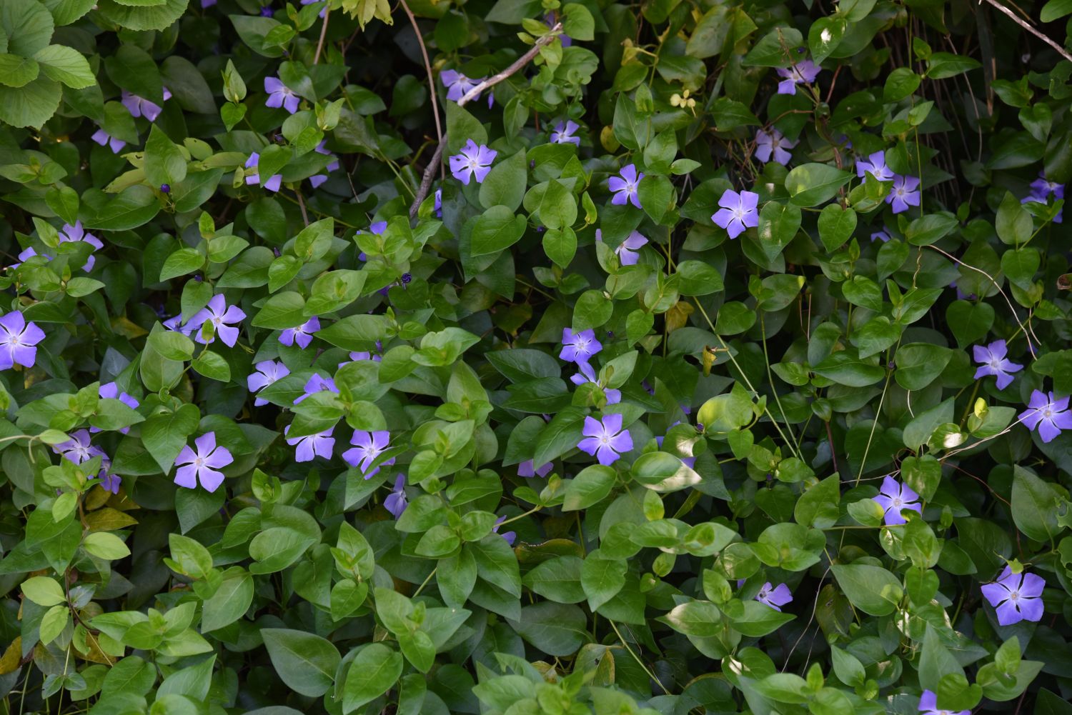 Purple periwinkle flowers