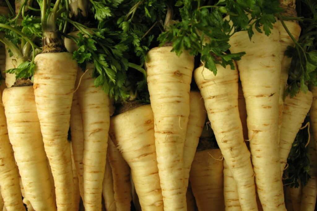 a bunch of harvested parsley roots