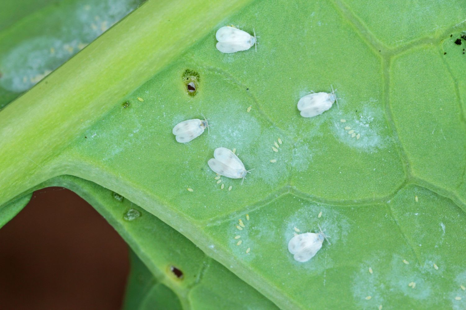 Encarsia Formosa For Whitefly Control - Gardening Naturally