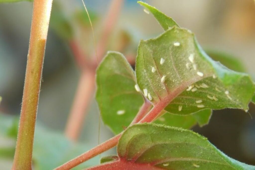 Whiteflies on fuschia