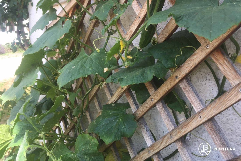 Cucumber growing on wooden trellis