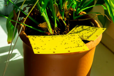 How to use yellow sticky traps against fungus gnats and other pests
