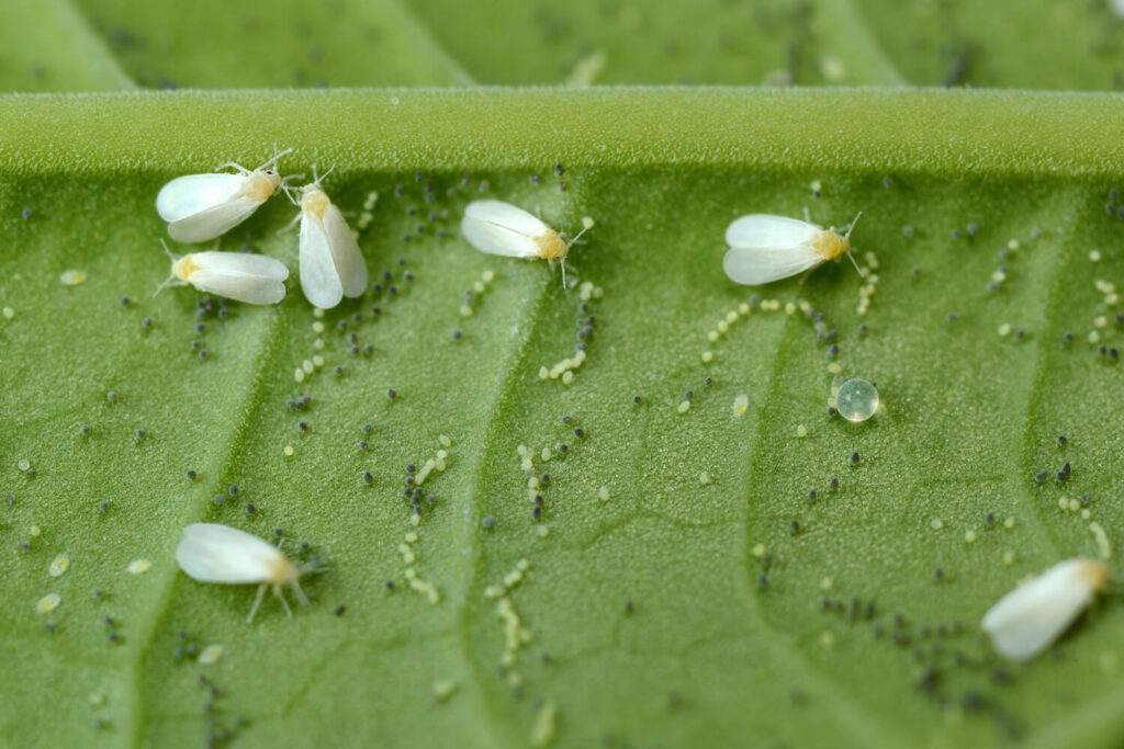 Close-up of whiteflies on leaf