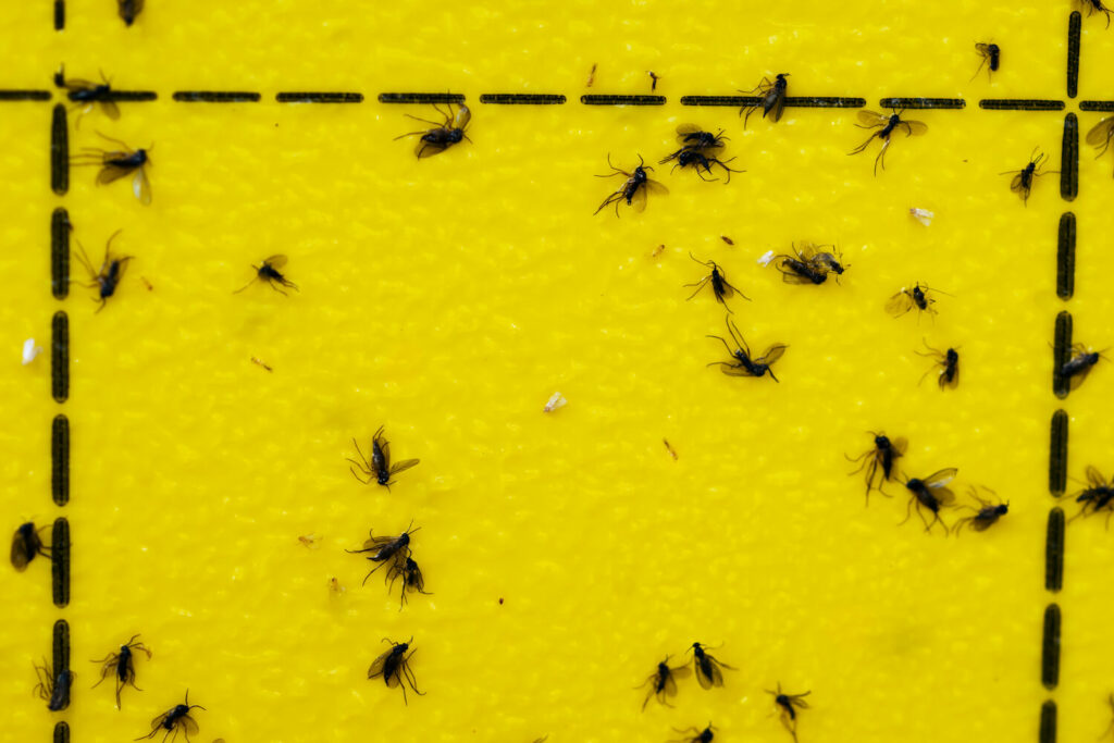Close-up of insects stuck on yellow sticky trap