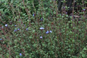 Leadwort: plant profile, varieties & how to grow - Plantura