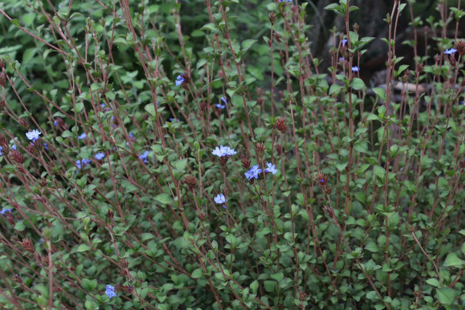 Griffith’s plumbago in bloom
