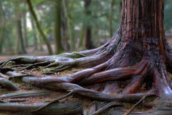 Deep rooted and shallow rooted trees and plants: explanation & examples