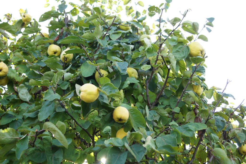 Quince fruit on a Constantino quince tree