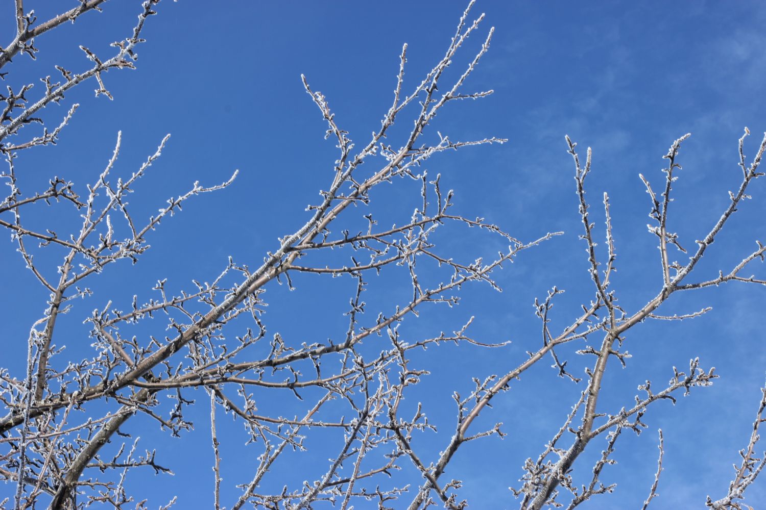 tree branches covered in frost