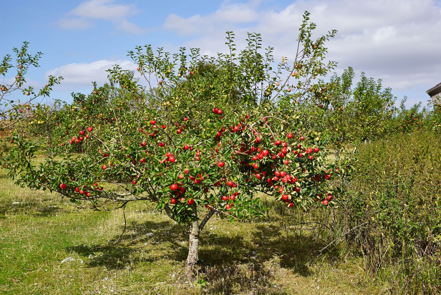 Apple tree full of apples
