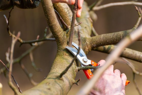 Pruning apple trees: when & how?