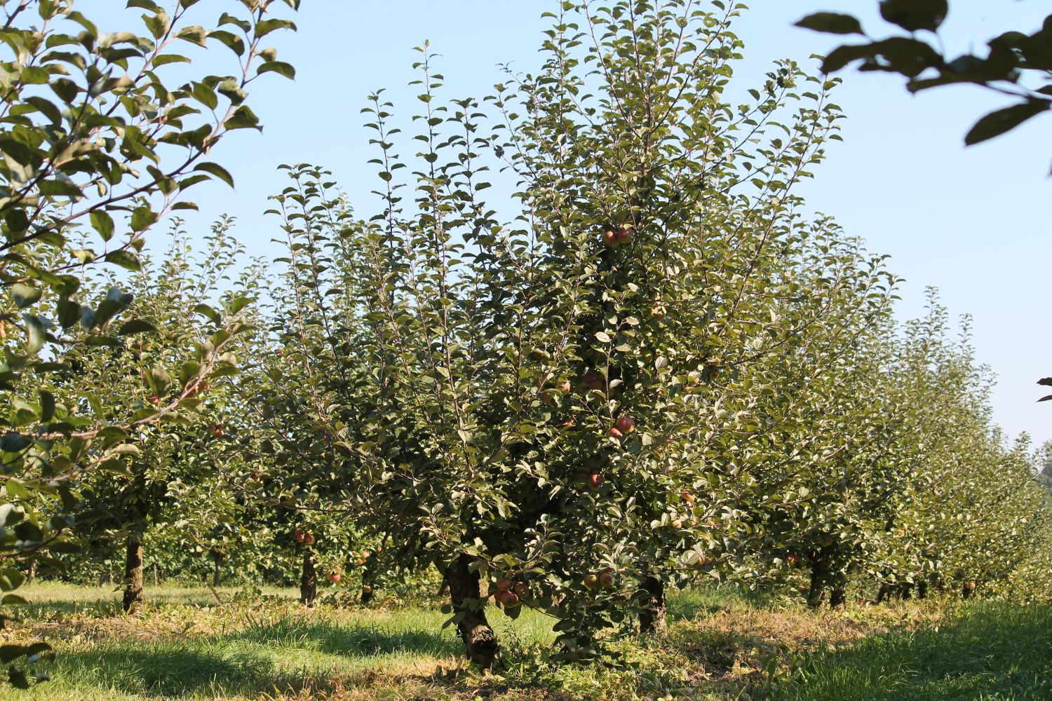 apple trees with water sprouts