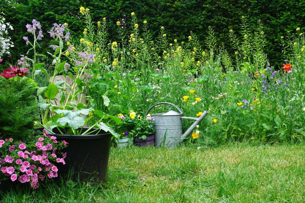 Garden with various plants growing