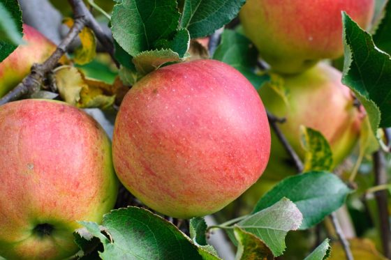 Baldwin apple: origin, cultivation & uses