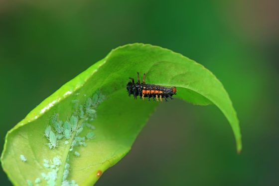 Pest control insects: different types & the benefits of using beneficial insects for pest control