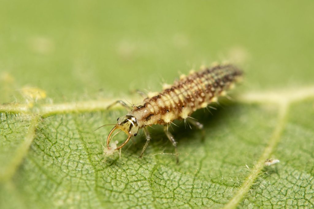 Green lacewing on leaf