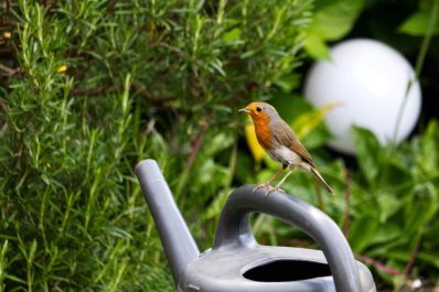Bird-friendly garden: how to attract birds to your garden