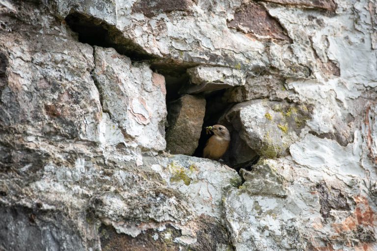 Bird-friendly garden: create a garden for birds - Plantura