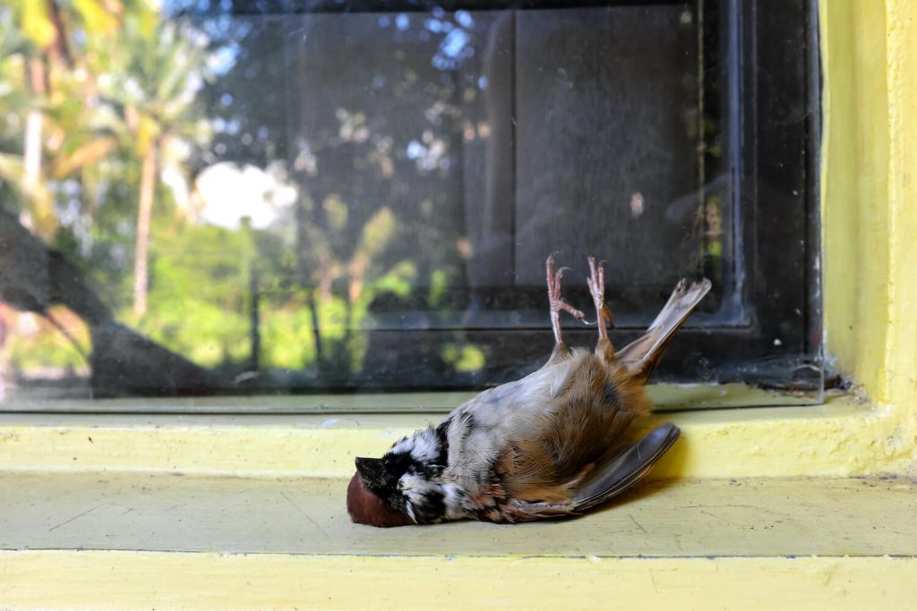 Dead bird