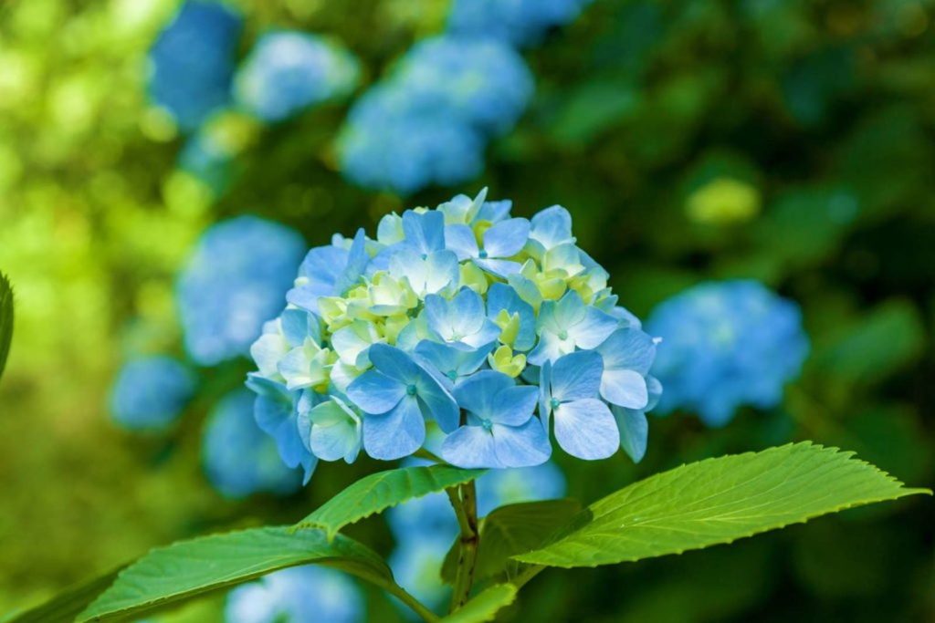 Blue hydrangea flower close-up