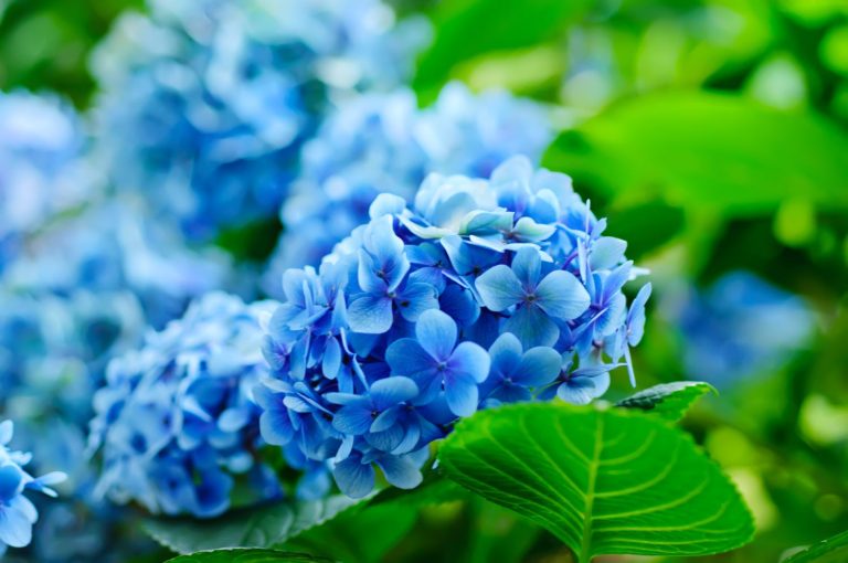 Blue hydrangeas: how to change the flower colour - Plantura