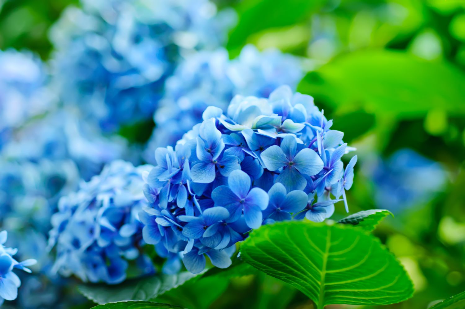 blue-hydrangea-flower.jpg