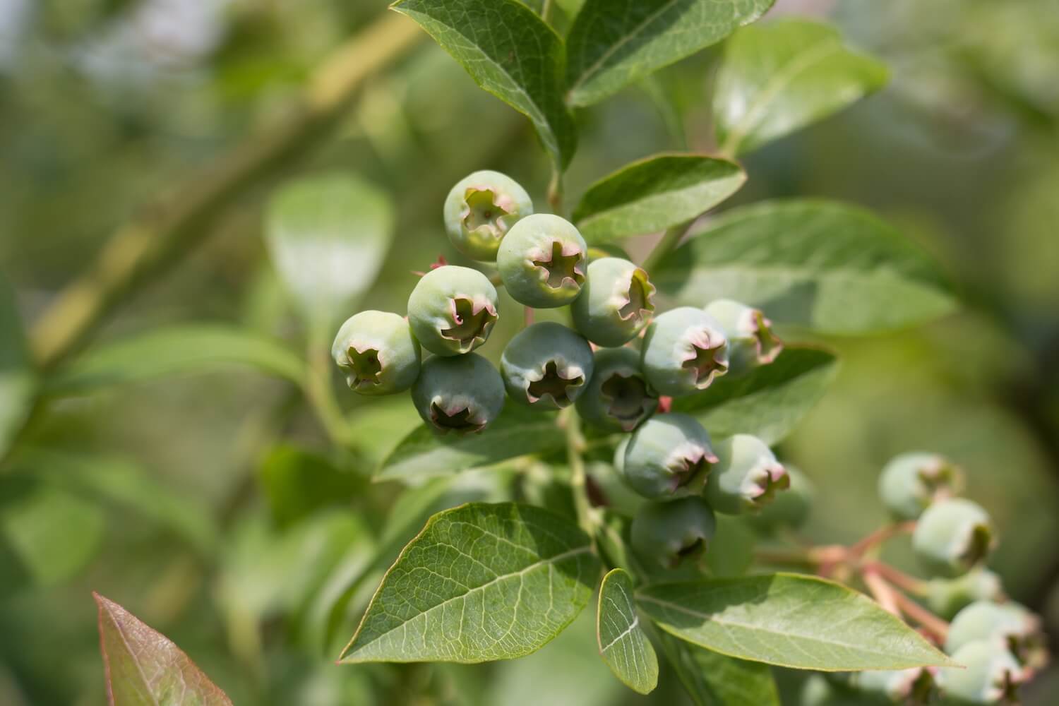 Unripe blueberries on bush