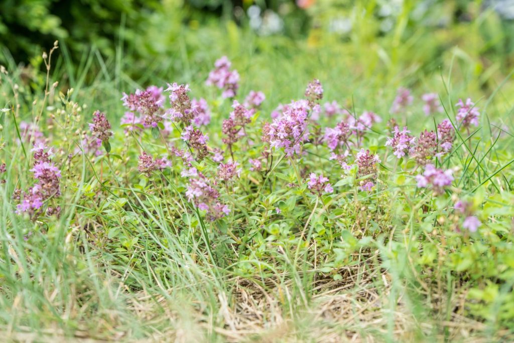 Breckland thyme growing among grass