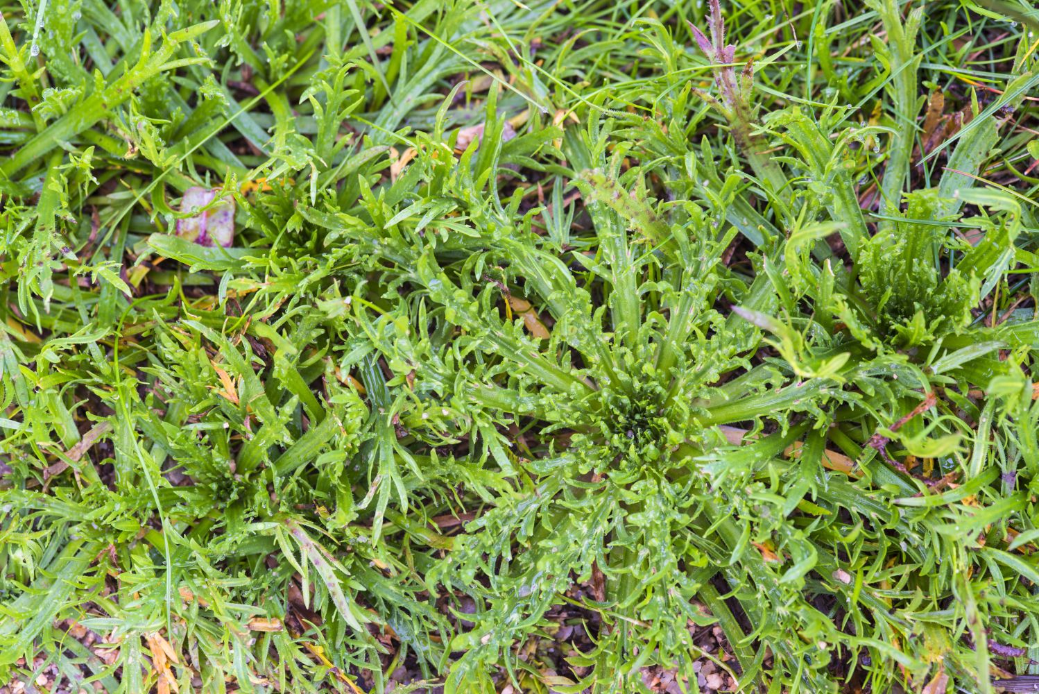 Buck’shorn plantain cultivation and care Plantura