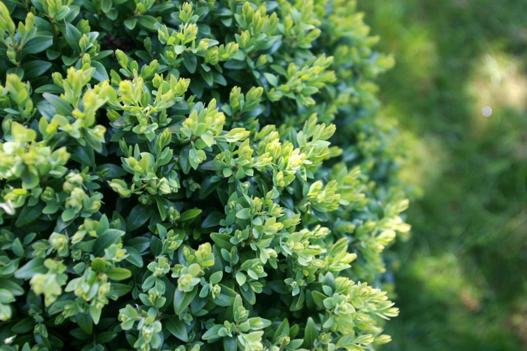 healthy green buxus hedge