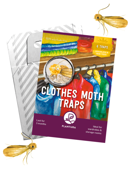 Clothes Moth Traps 6-pack