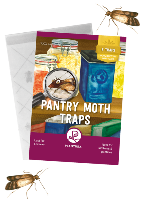 Pantry Moth Traps 6-pack